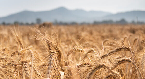 Prezzi agricoli nell'UE  diminuiti  rispetto al 2023