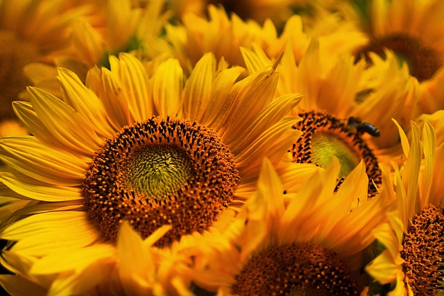 Parole a capo. Francesco Papallo: "Il tradimento dei girasoli" e altre poesie