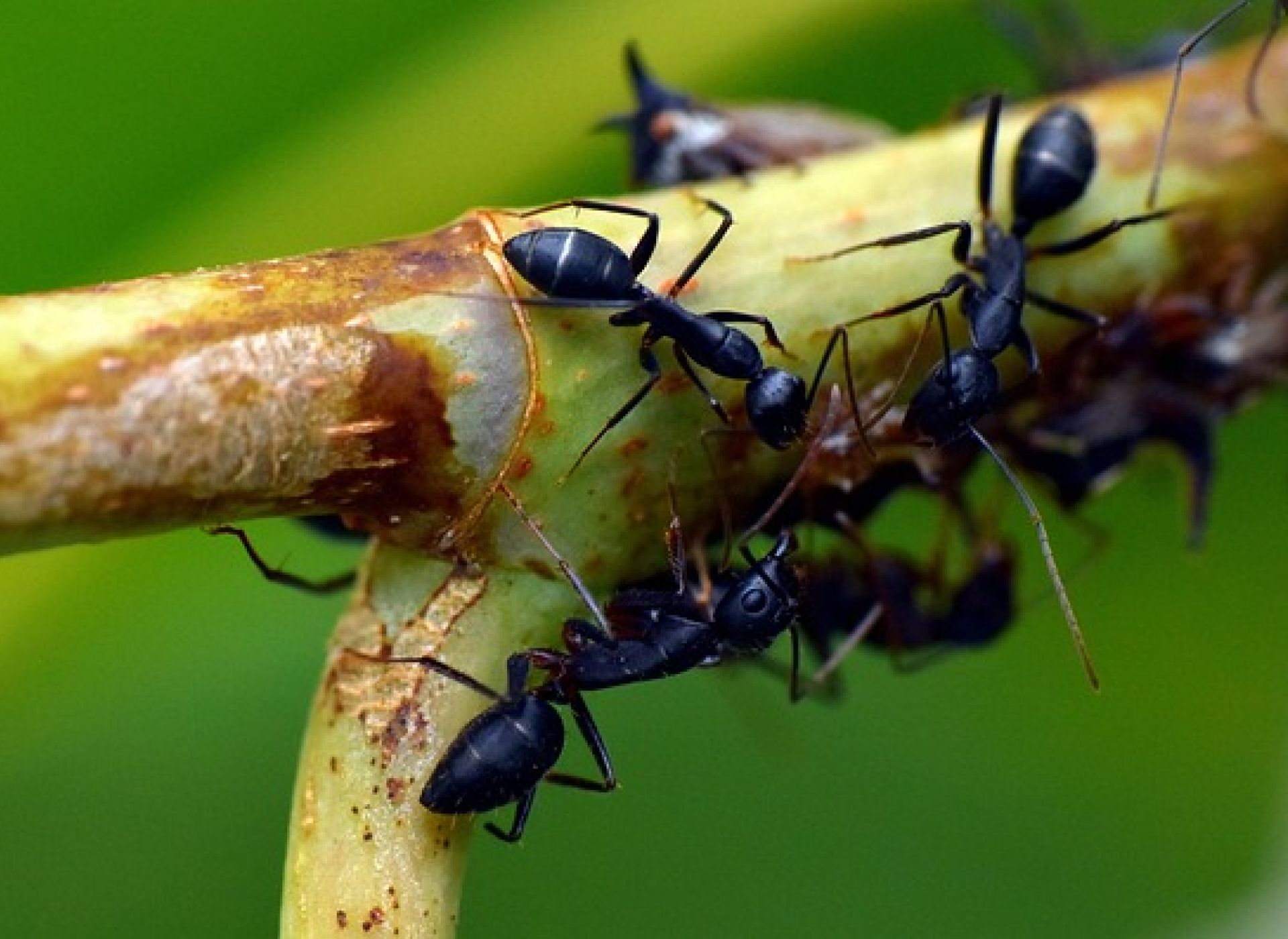 L’istinto bioetico del dono gratuito alla prova dell’individualismo moderno