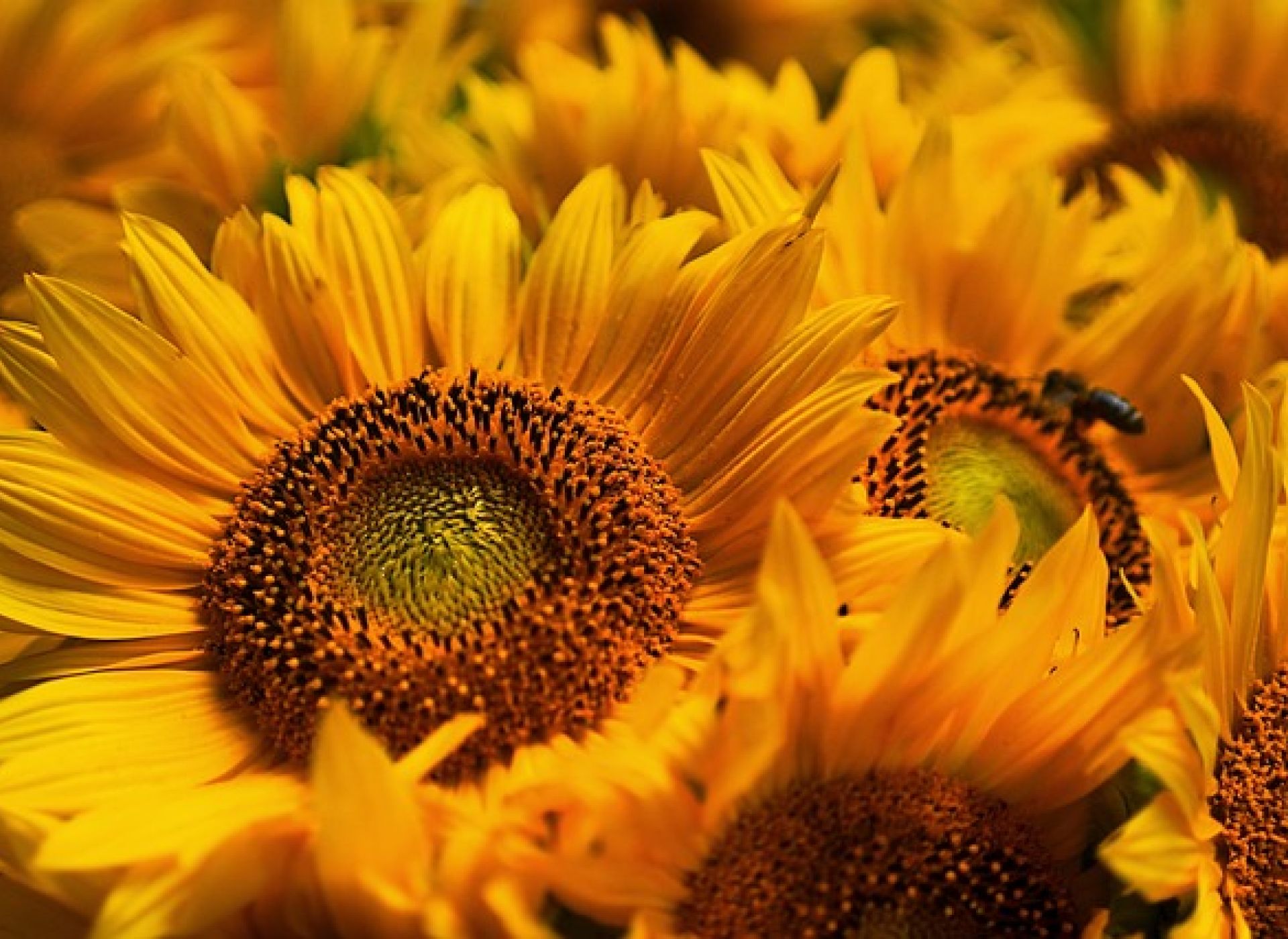 Parole a capo. Francesco Papallo: "Il tradimento dei girasoli" e altre poesie