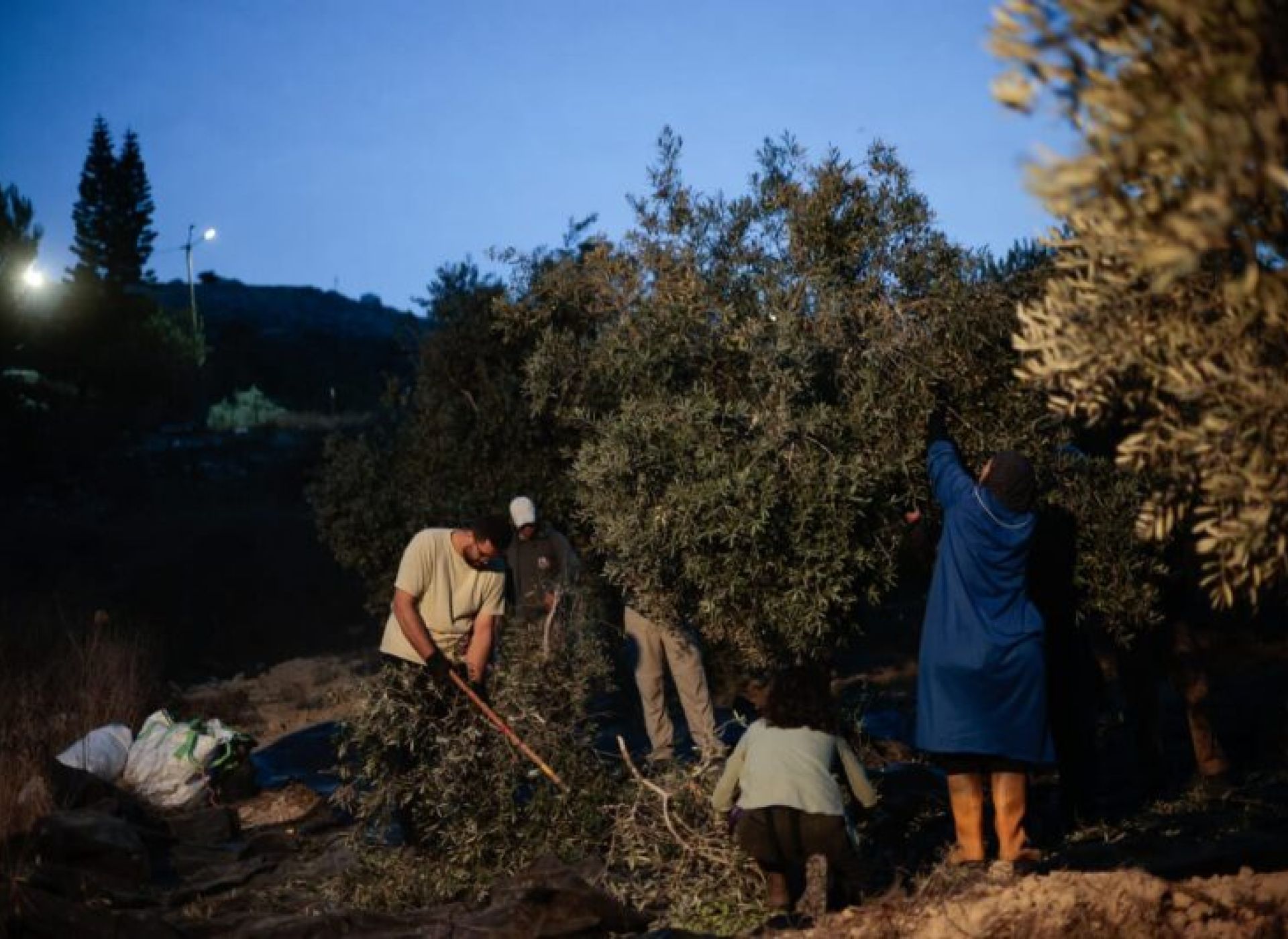 Raccogliere olive prima dell’alba
