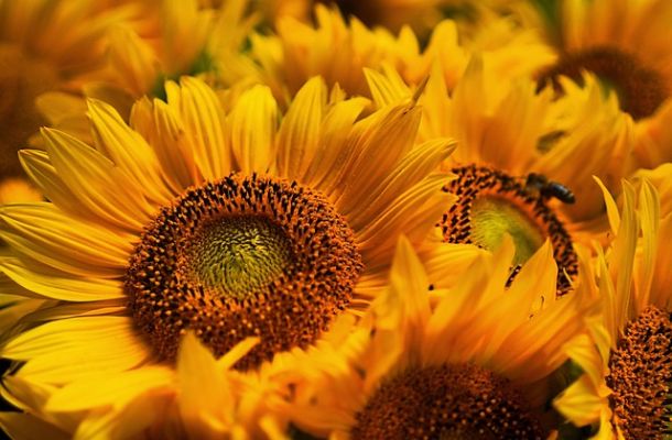 Parole a capo. Francesco Papallo: "Il tradimento dei girasoli" e altre poesie