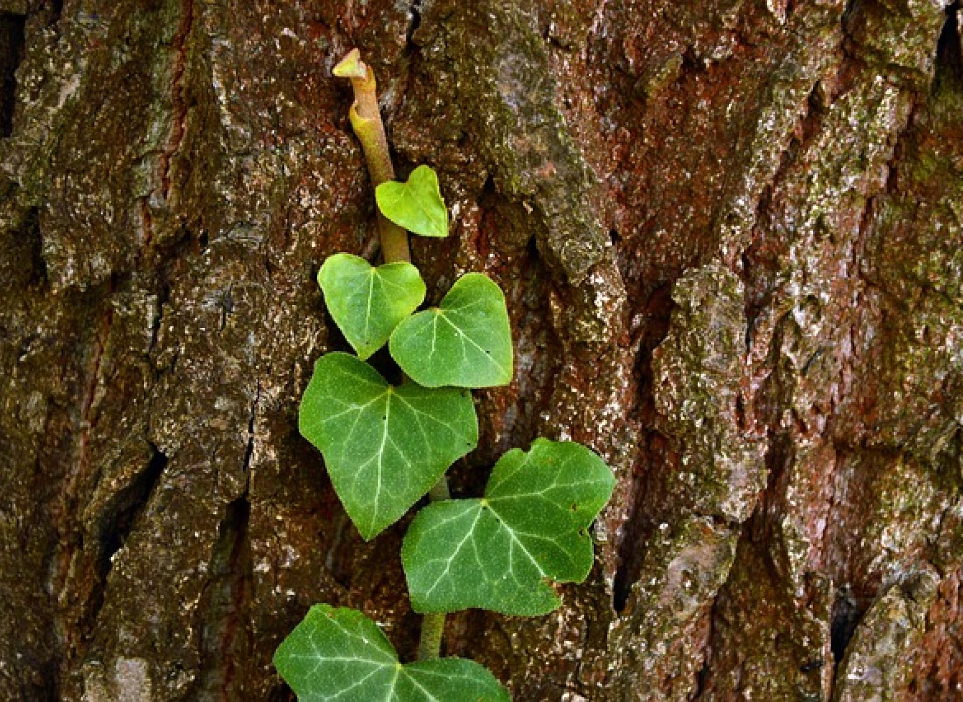 Alla caccia della Volpe Verde. Sonnambulo